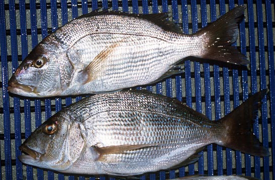 Dentex dentex_065.jpg